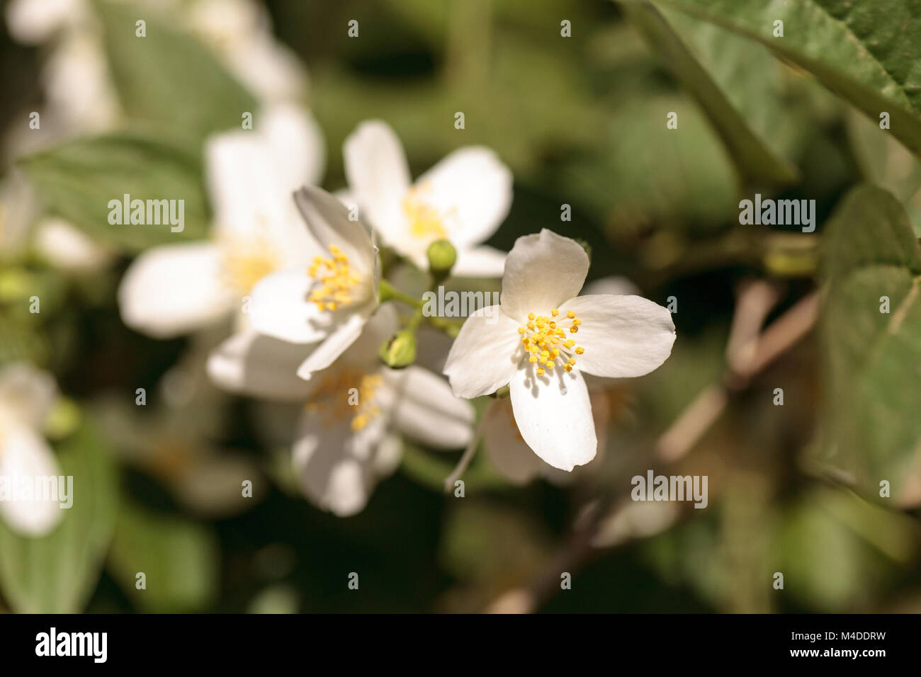 Mock bianco arancio fiori, Filadelfo lewisii Foto Stock