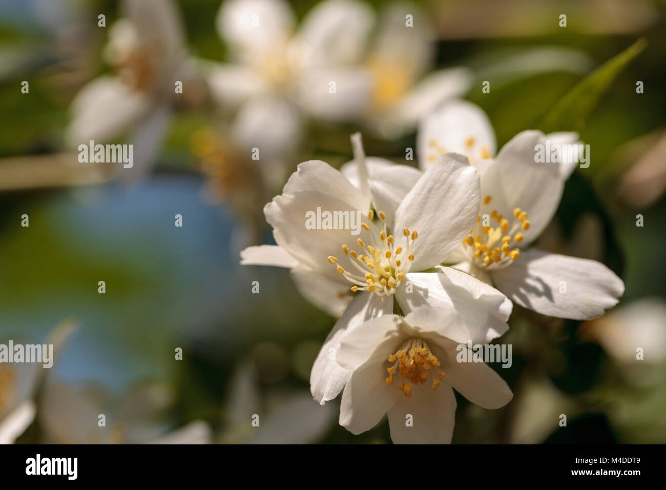 Mock bianco arancio fiori, Filadelfo lewisii Foto Stock