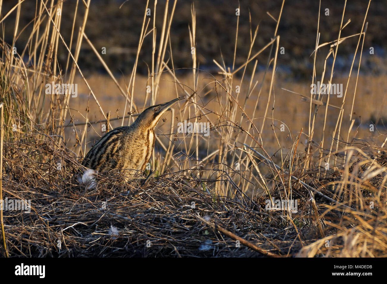 Eurasian tarabuso Foto Stock