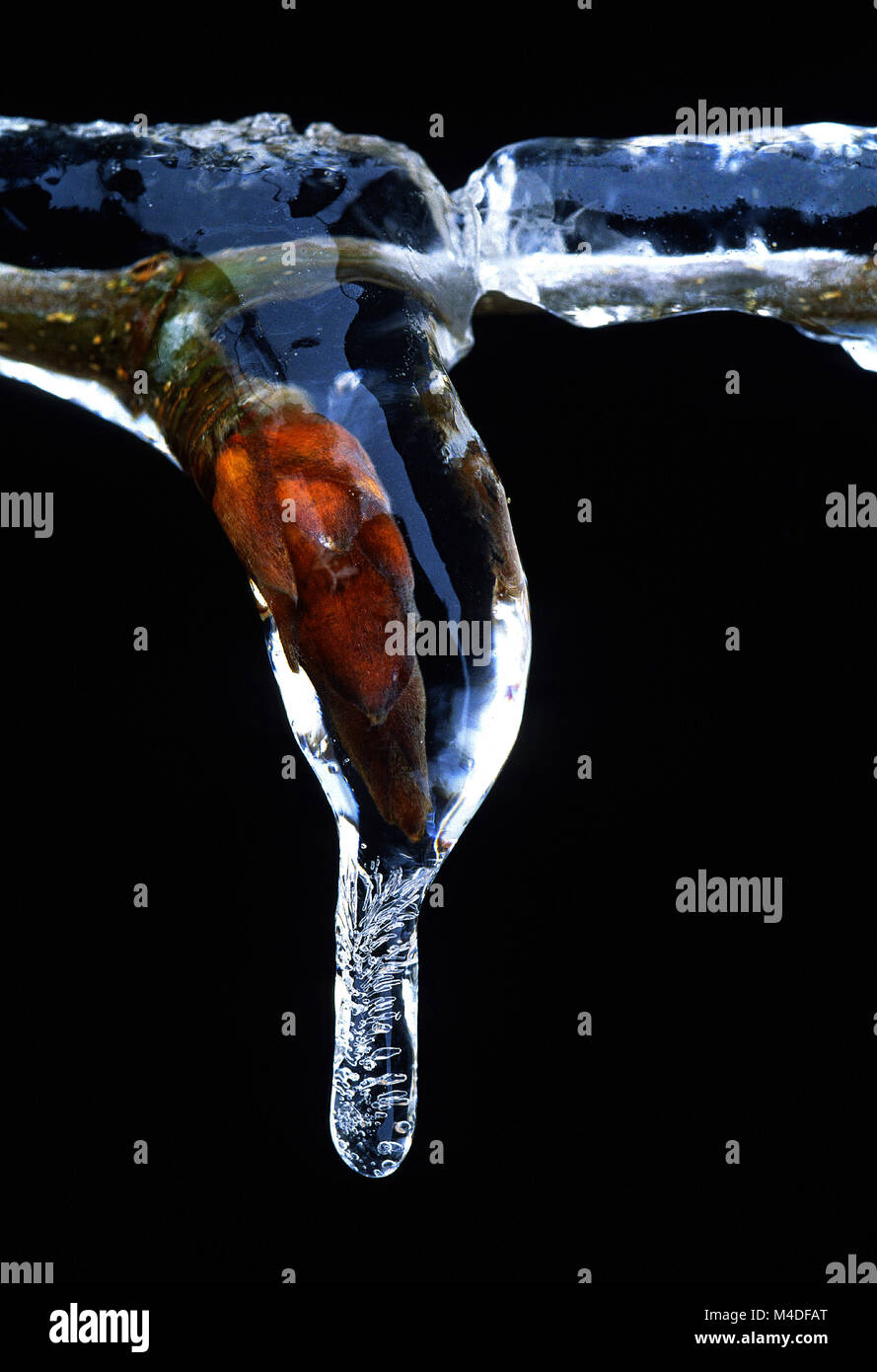 Nevischio; gemme; foglie di germogli; Pioggia gelata; sleety pioggia; Foto Stock