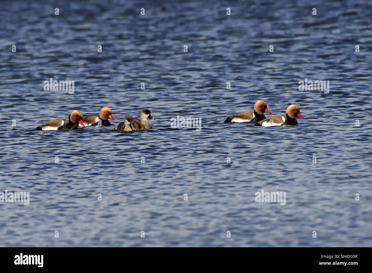 Rosso-crested moriglioni Foto Stock