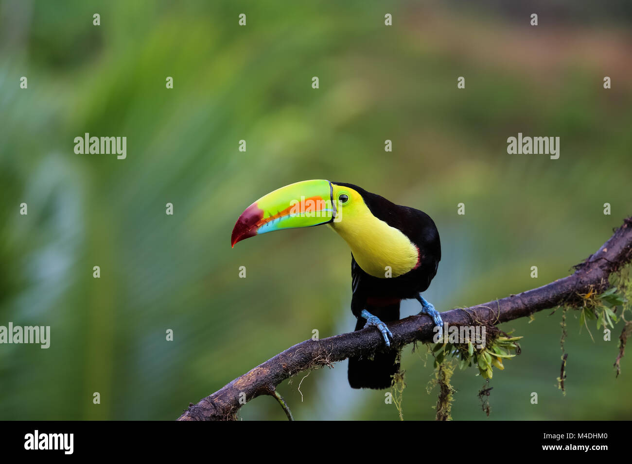 Chiglia fatturati toucan nella foresta pluviale seduto su un ramo Foto Stock