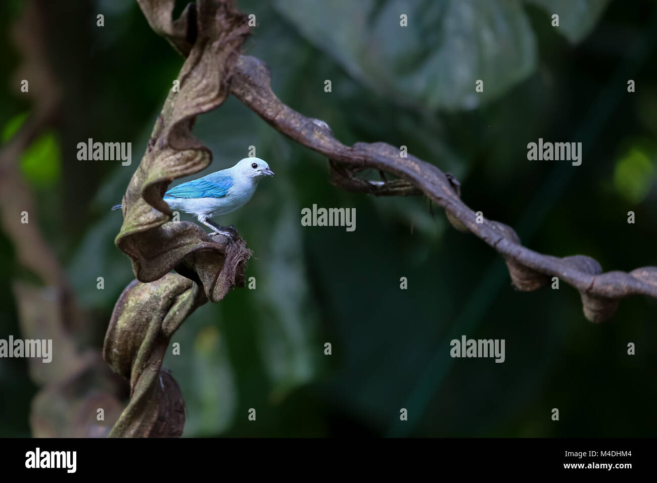 Blu grigio tanager seduto su un ramo nella foresta pluviale Foto Stock