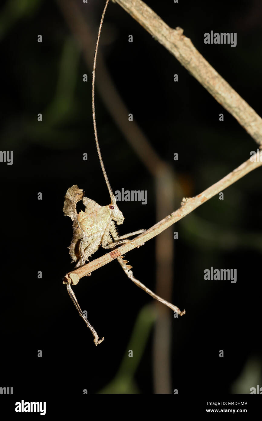 Katydid foglia in Costa Rica Foto Stock