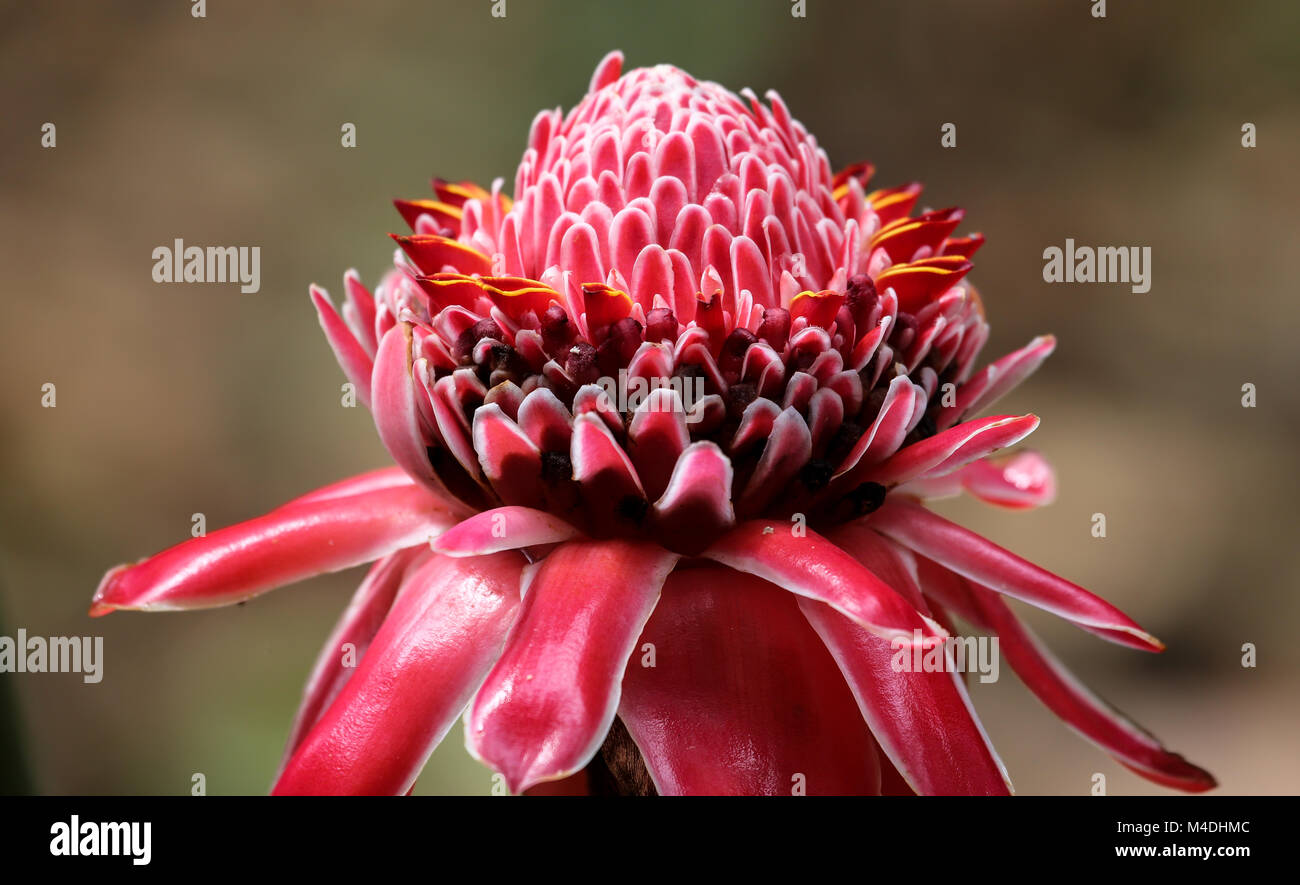 In prossimità di una torcia rossa zenzero blossom Foto Stock