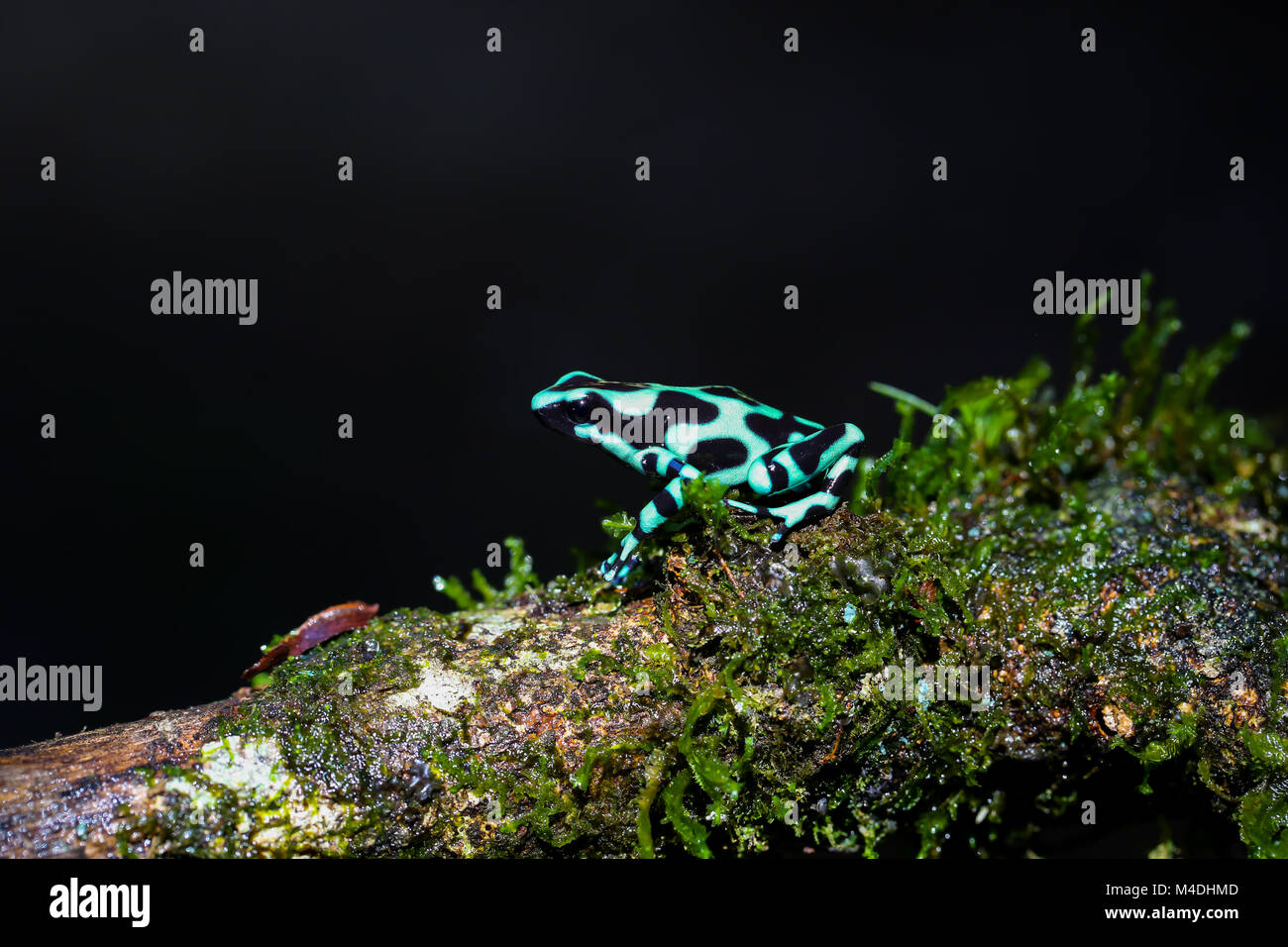 Verde e nero poison dart frog in Costa Rica Foto Stock