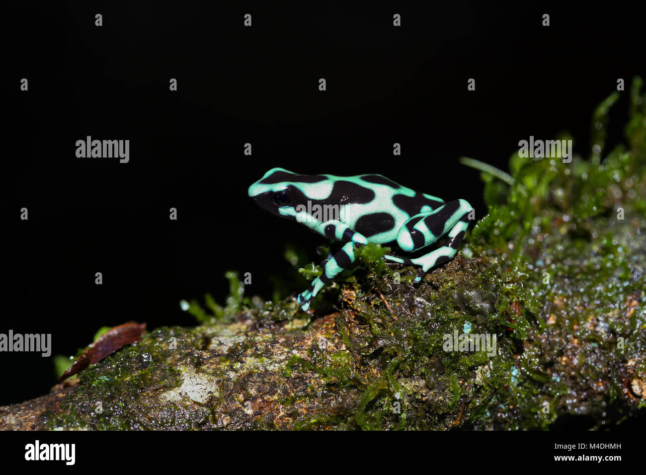 Verde e nero poison dart frog in Costa Rica Foto Stock