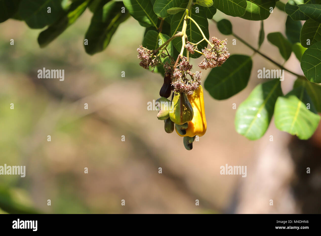 Anacardi frutti pendenti verso il basso la struttura ad albero Foto Stock