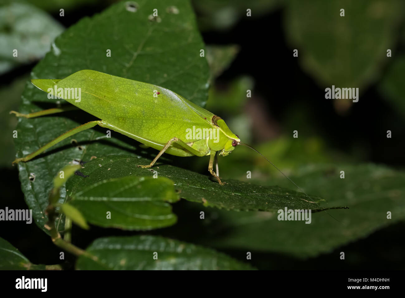 Katydid foglia è seduta su una foglia nella foresta pluviale Foto Stock