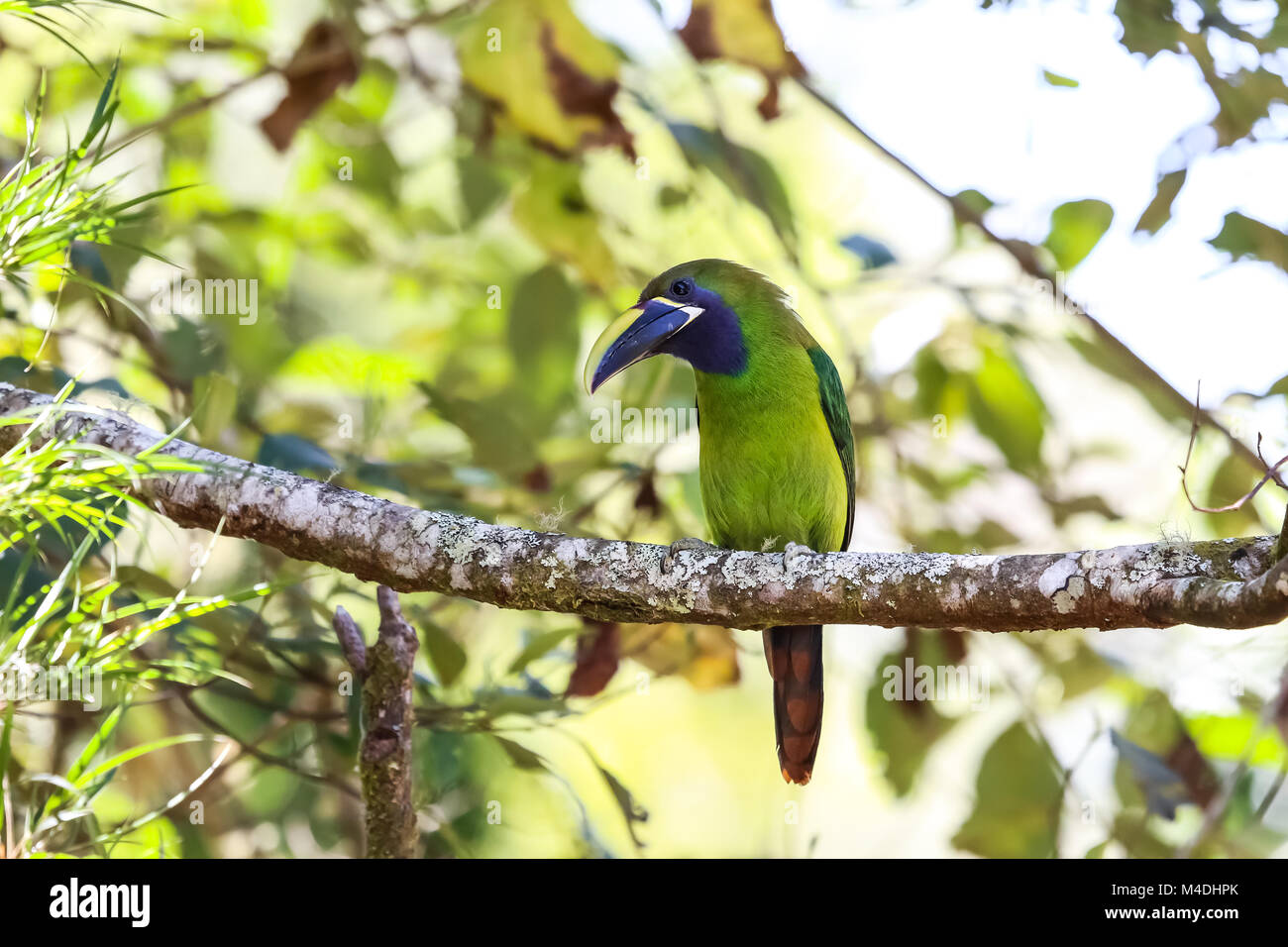 Toucanet smeraldo in Costa Rica Foto Stock