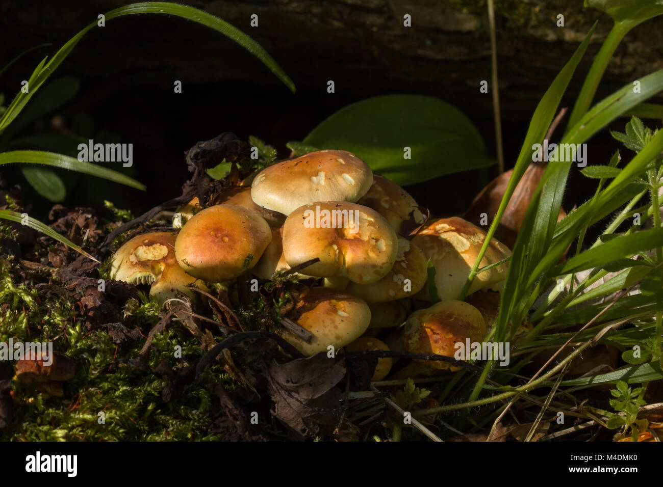 Cluster di zolfo ciuffo funghi che crescono in Sussex bosco. Foto Stock