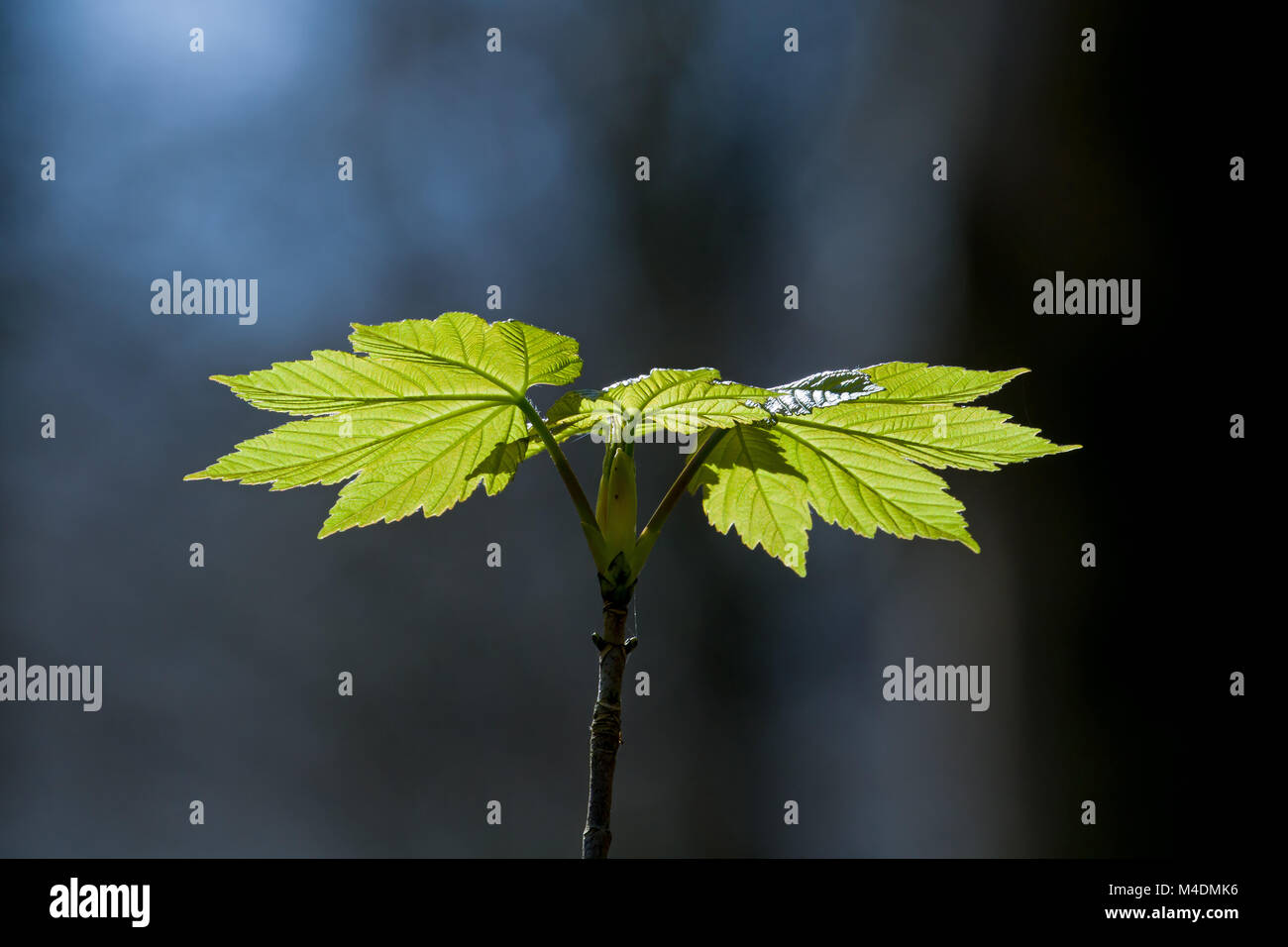 La nuova crescita di foglie di acero in primavera. Foto Stock