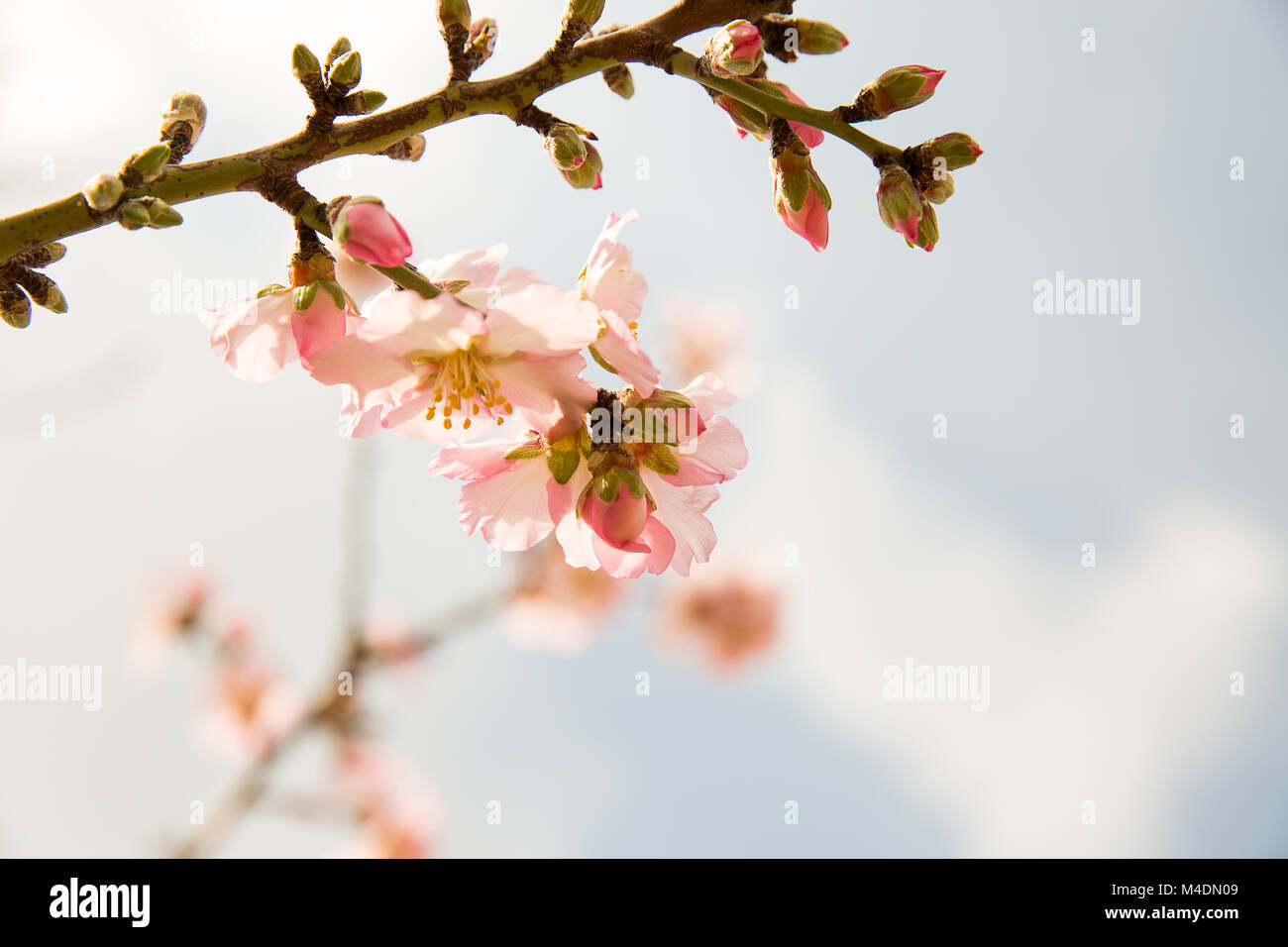 Fiore di mandorla alberi a molla Foto Stock