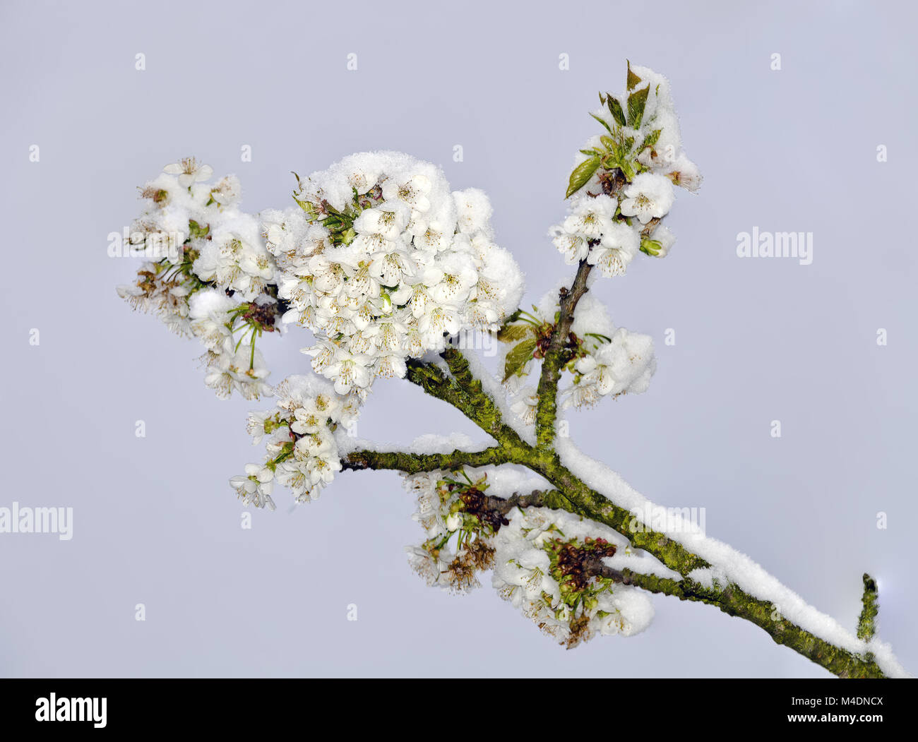 Fiori di ciliegio con la neve Foto Stock