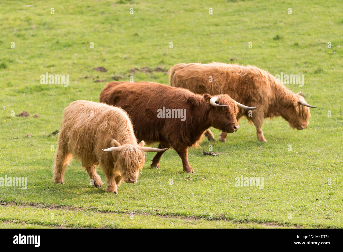 Mucche dell'altopiano Foto Stock