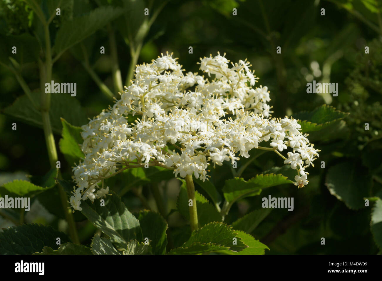Sambucus nigra, Nero Sambuco Foto Stock