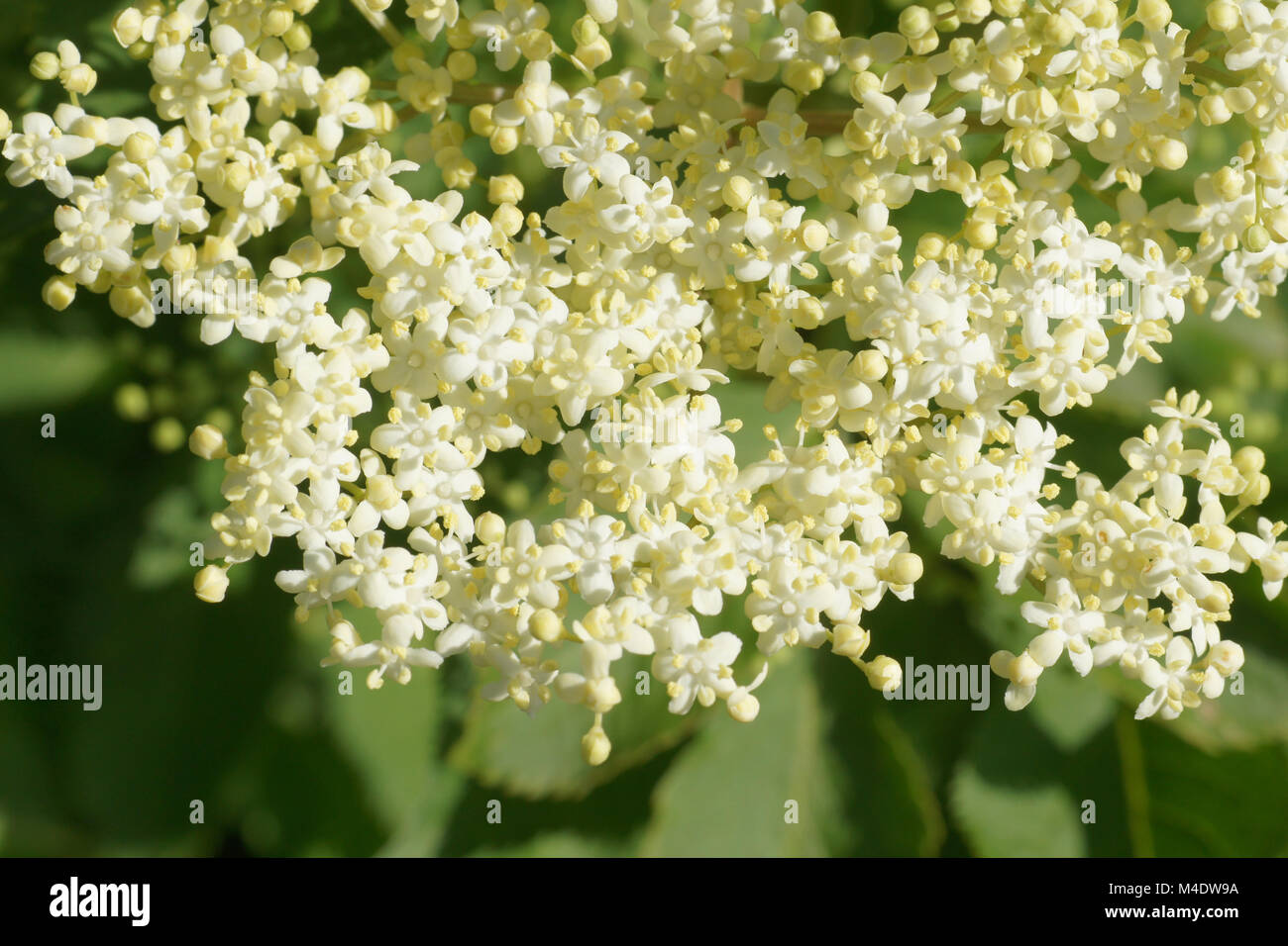 Sambucus nigra, Nero Sambuco Foto Stock