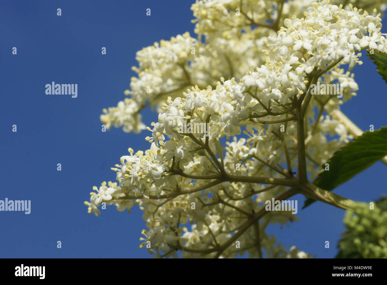 Sambucus nigra, Nero Sambuco Foto Stock