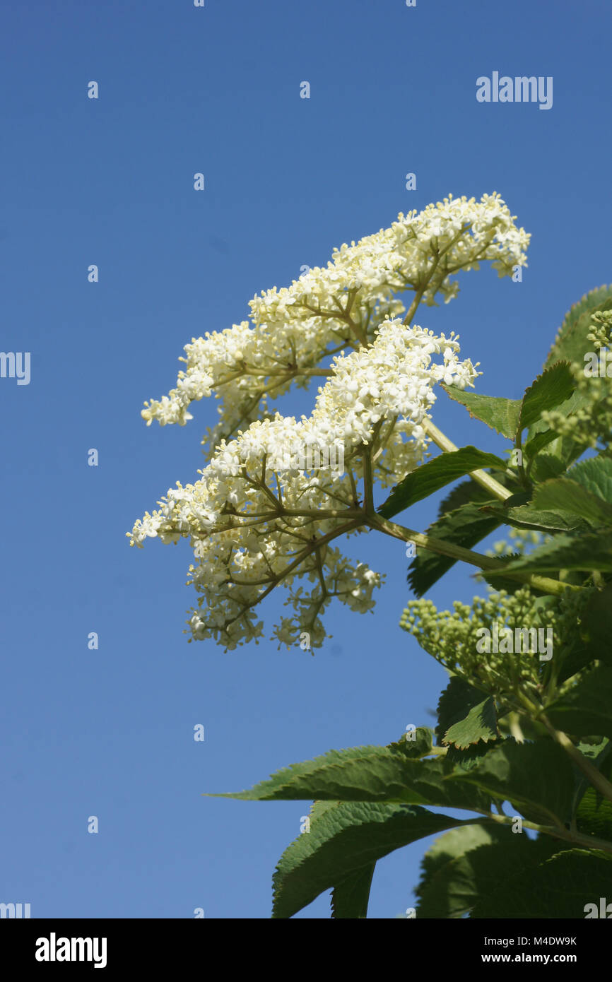 Sambucus nigra, Nero Sambuco Foto Stock