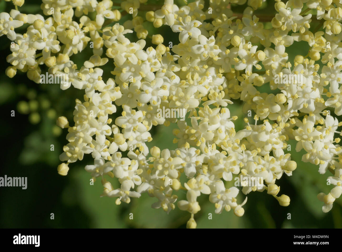 Sambucus nigra, Nero Sambuco Foto Stock