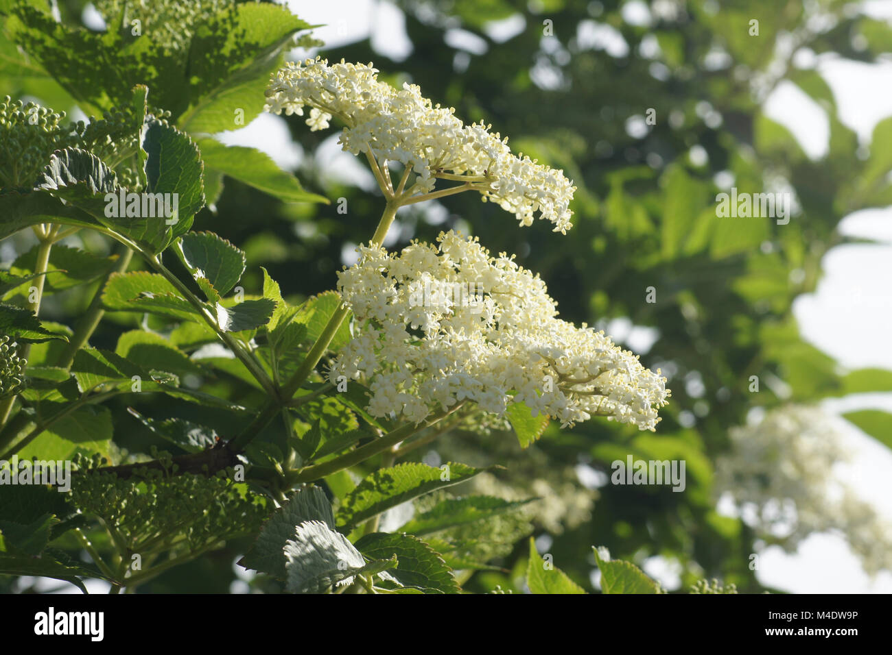 Sambucus nigra, Nero Sambuco Foto Stock