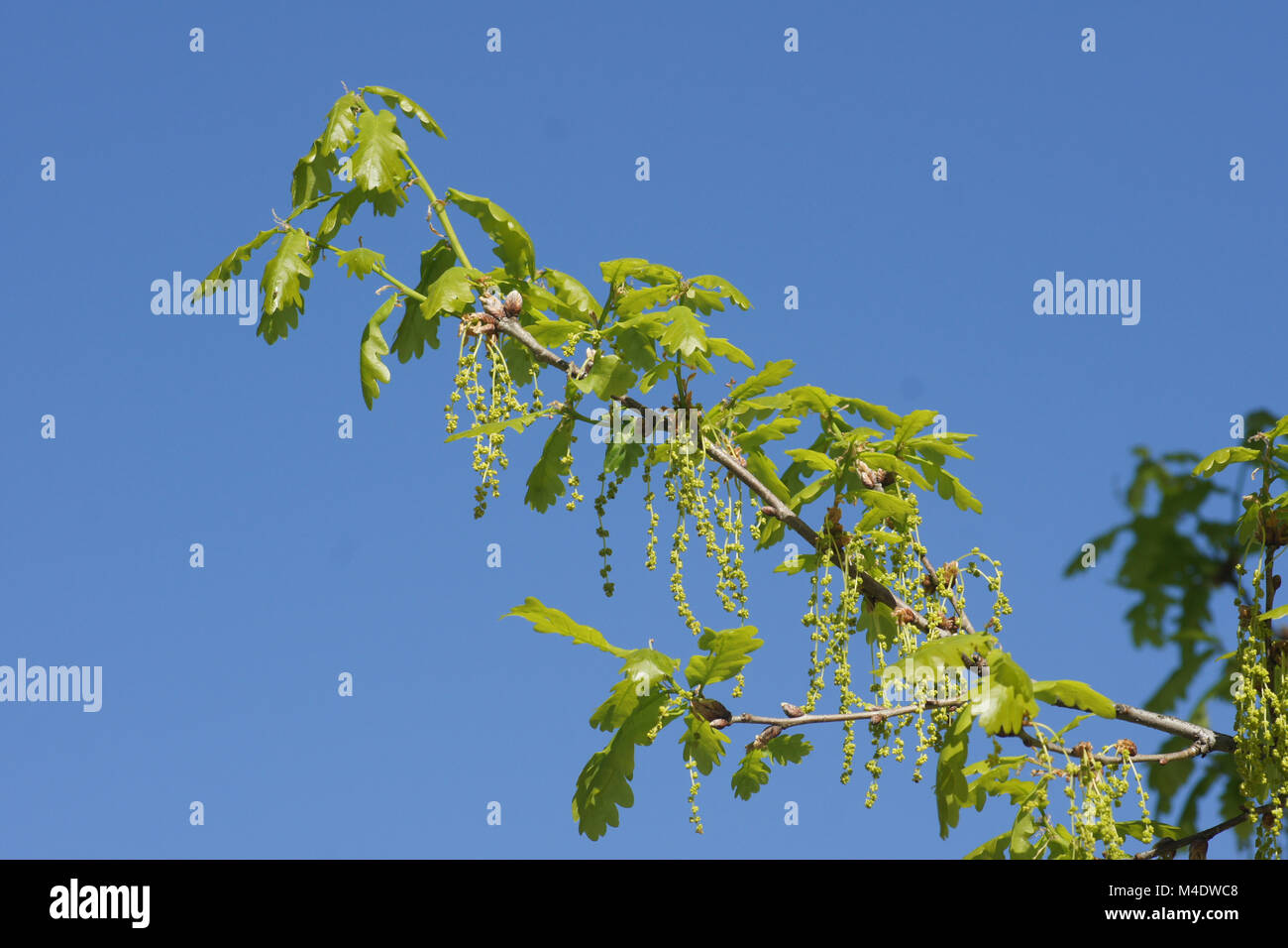 Quercus robur, quercia tedesca germogli giovani, fiori Foto Stock