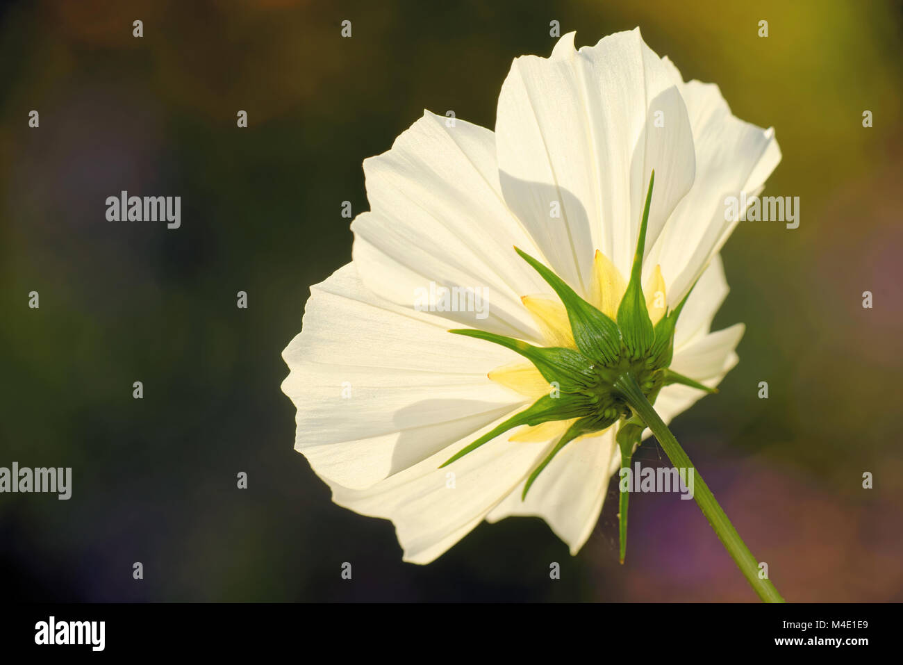 Aster messicano Foto Stock