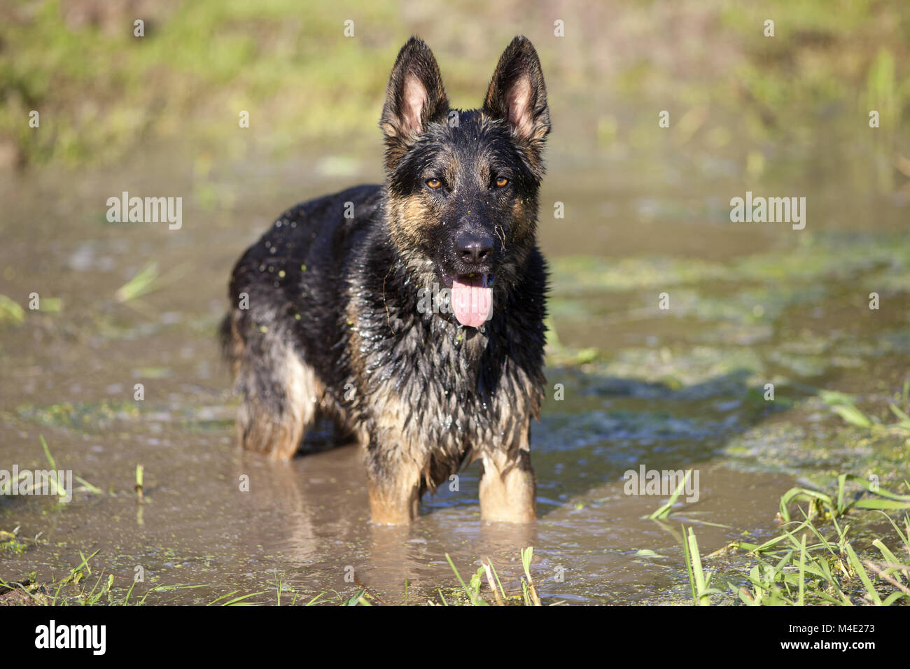 Cane divertirsi a nuotare in acqua in vacanza estiva Foto Stock