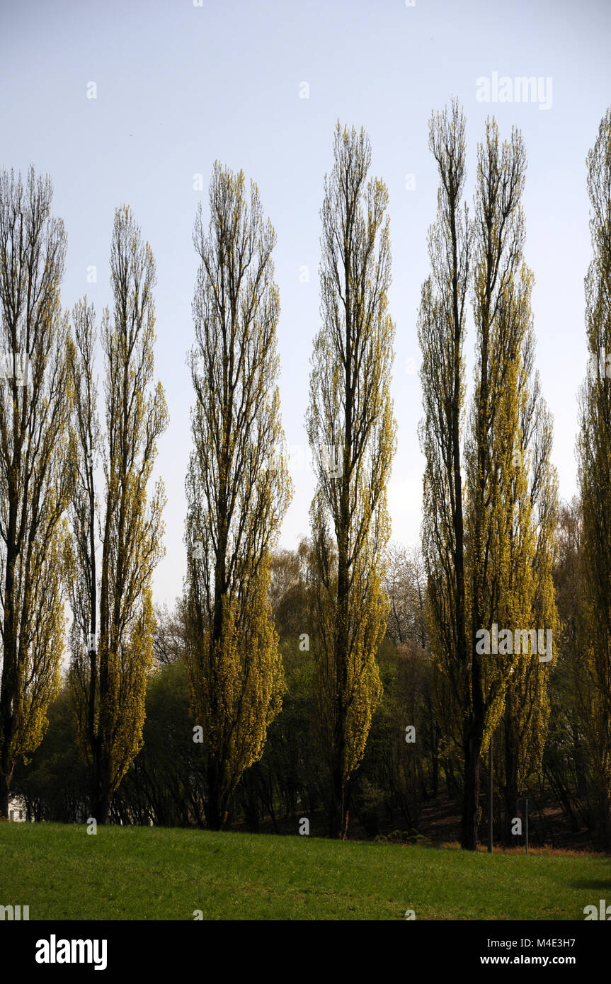 Populus nigra Italica, Fastigiate pioppo nero, trunk Foto Stock