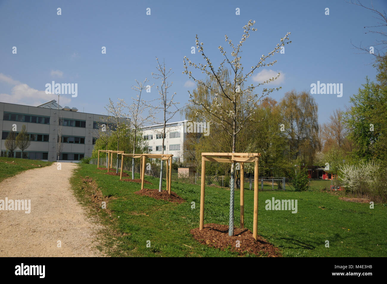 Prunus avium, ciliegio dolce, Avenue dopo la piantagione Foto Stock