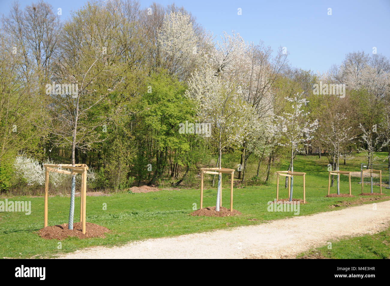 Prunus avium, ciliegio dolce, Avenue dopo la piantagione Foto Stock