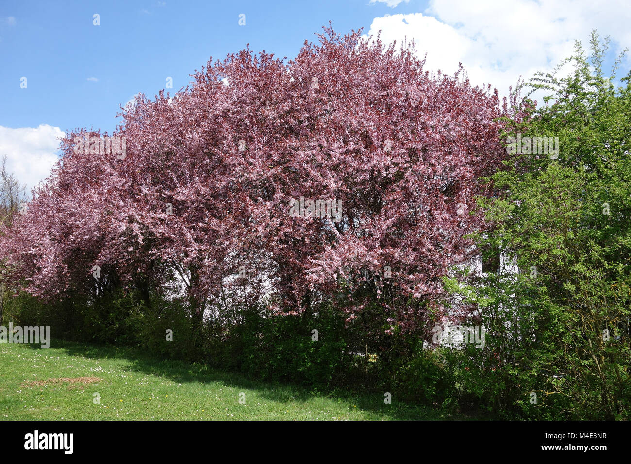 Prunus cerasifera Nigra, Redleaved Cherry Plum Foto Stock