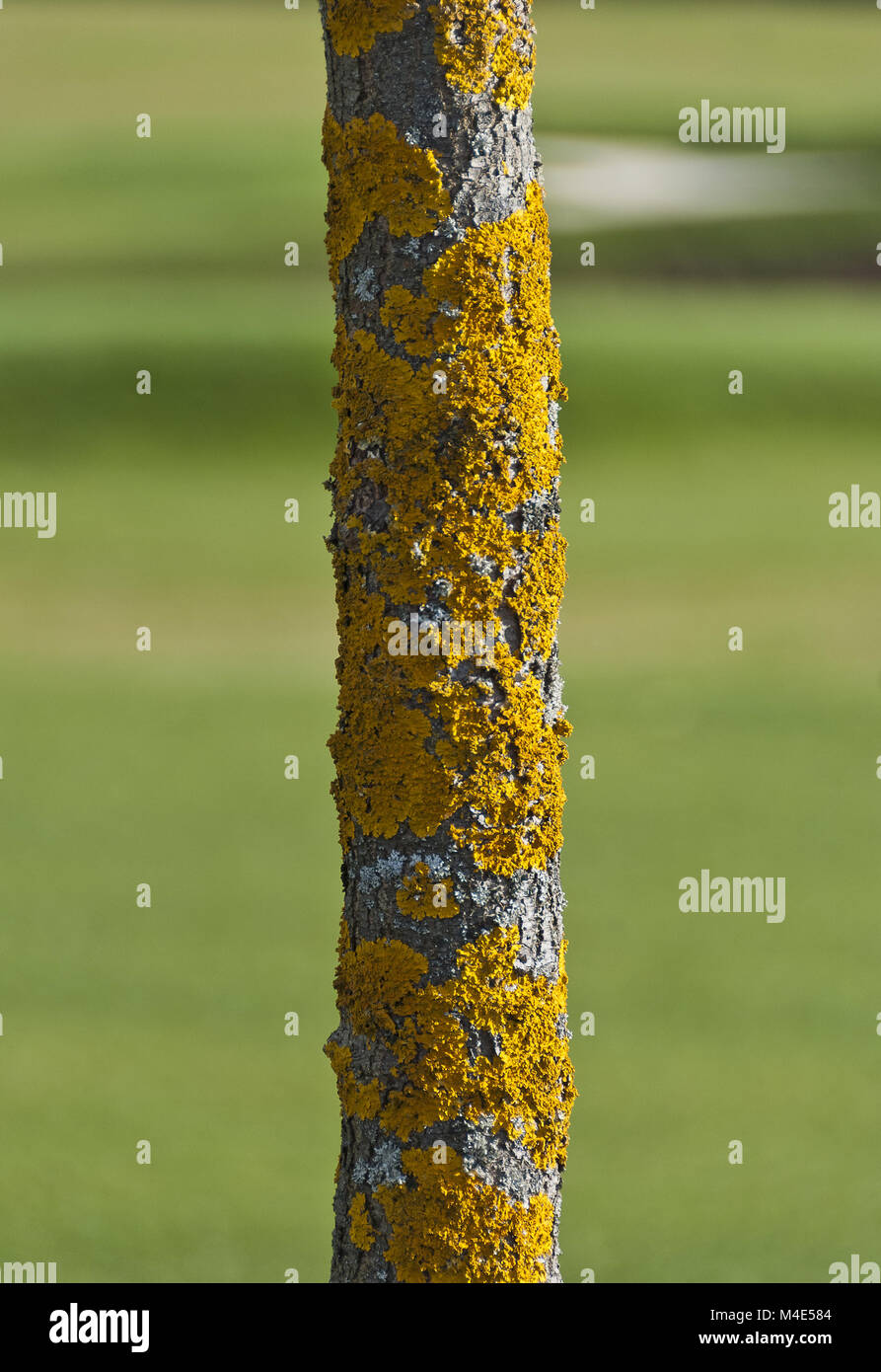 Tree ricoperta da licheni giallo Foto Stock