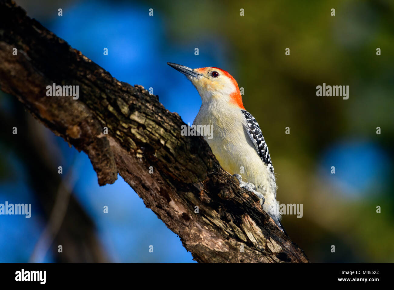Picchio Red-Bellied - Melanerpes carolinus - arroccato sul ramo con il blu e il verde dello sfondo bokeh di fondo Foto Stock
