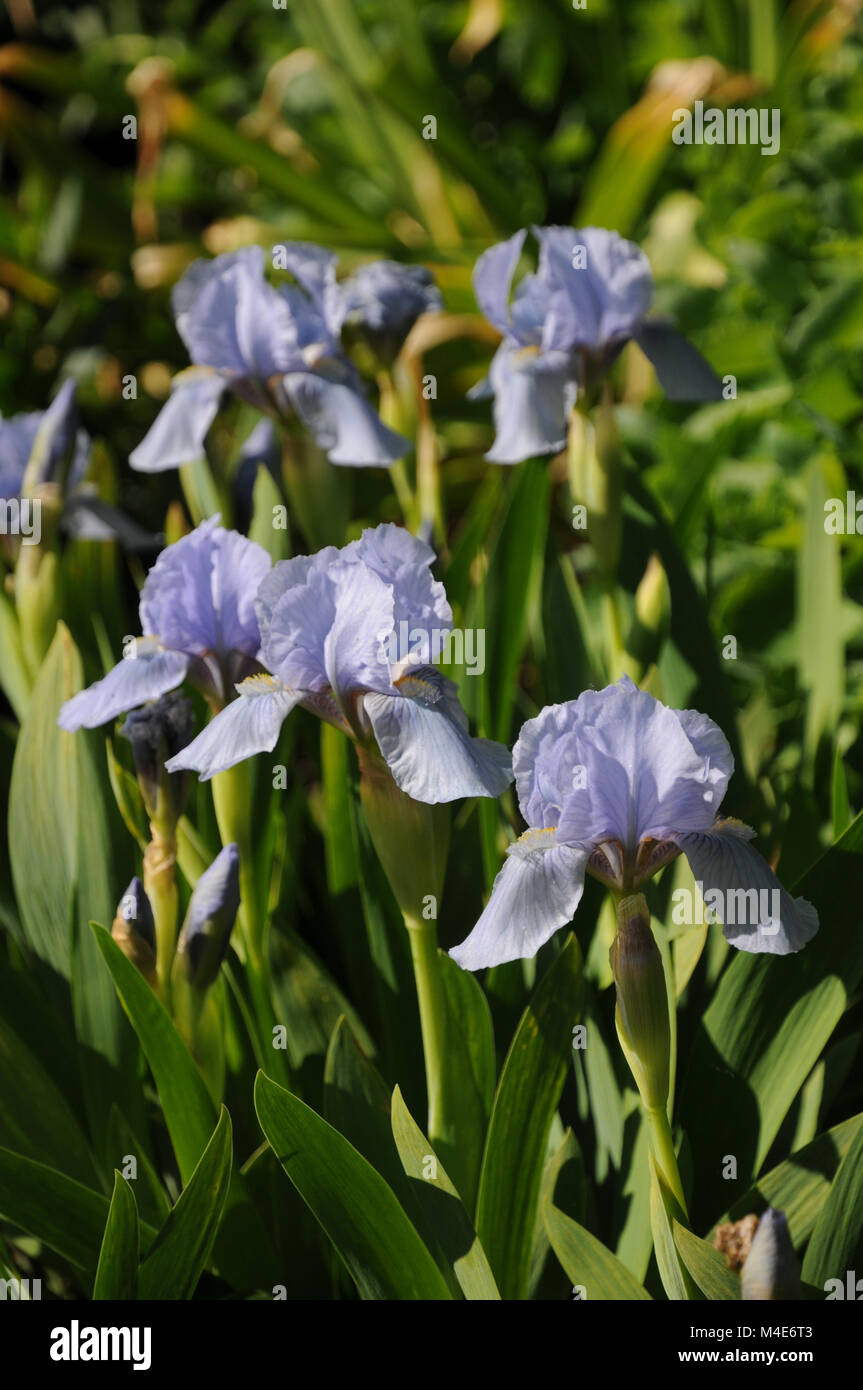 Iris barbata-nana blu denim, Iris Nani Foto Stock