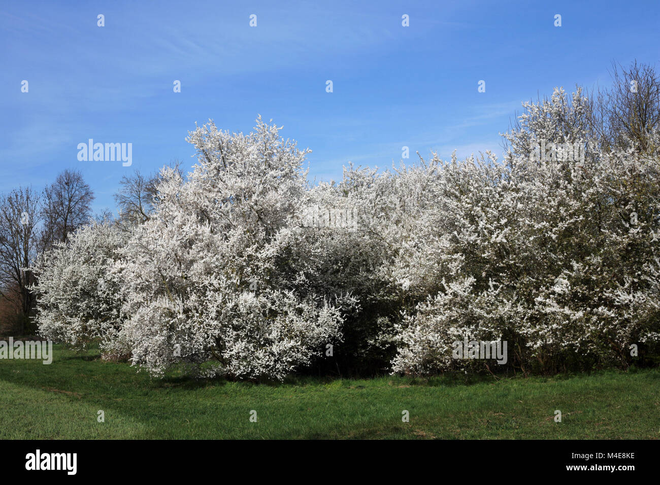 Prato con sparsi in fioritura degli alberi da frutto Foto Stock