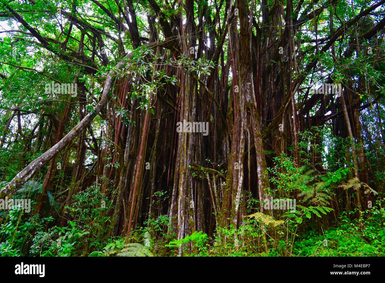 Banyan alberi, Rainbow Falls State Park, Hilo, Hawaii Foto Stock