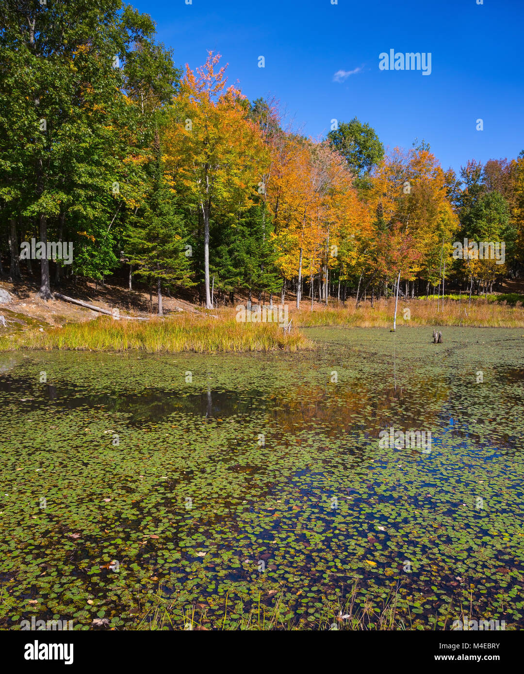 Piccolo lago in Safari - Parco Omega Foto Stock