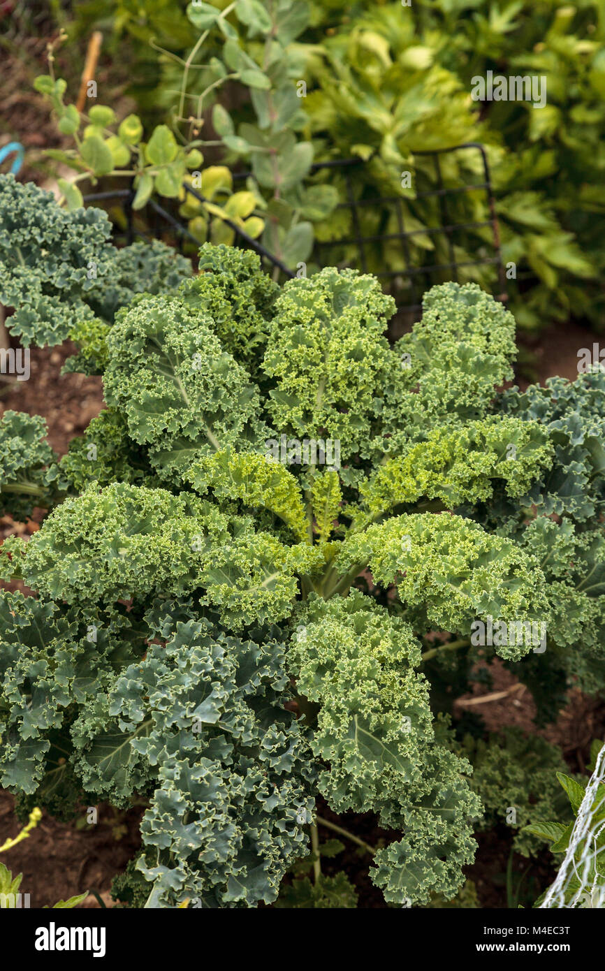 Kale organico cresce in un orto comunitario Foto Stock