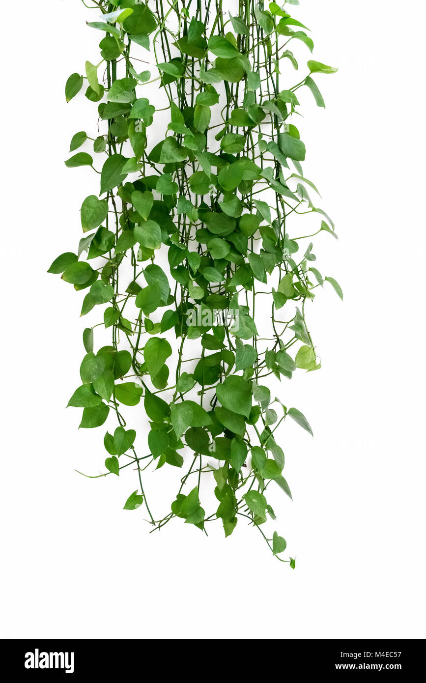 Verde edera arum sul muro bianco Foto Stock