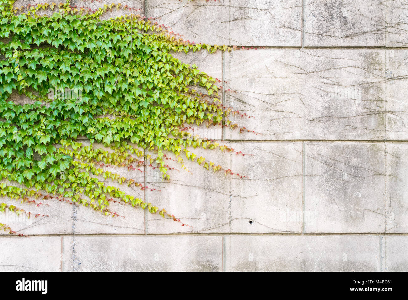 Ivy crescente sulla parete Foto Stock