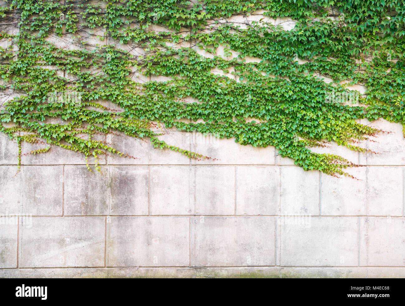 Verde edera sul muro di cemento Foto Stock