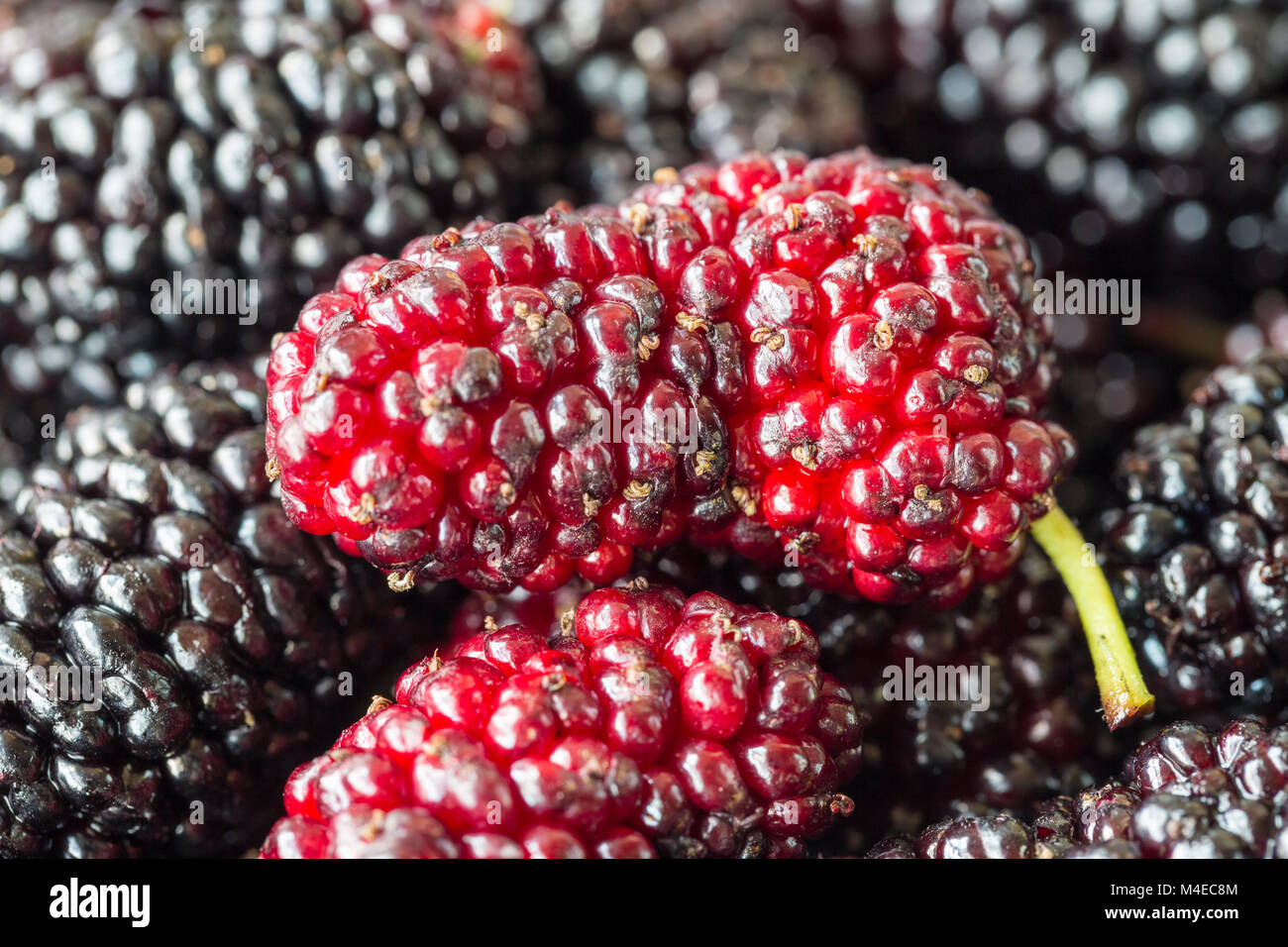 Frutti di gelso closeup Foto Stock