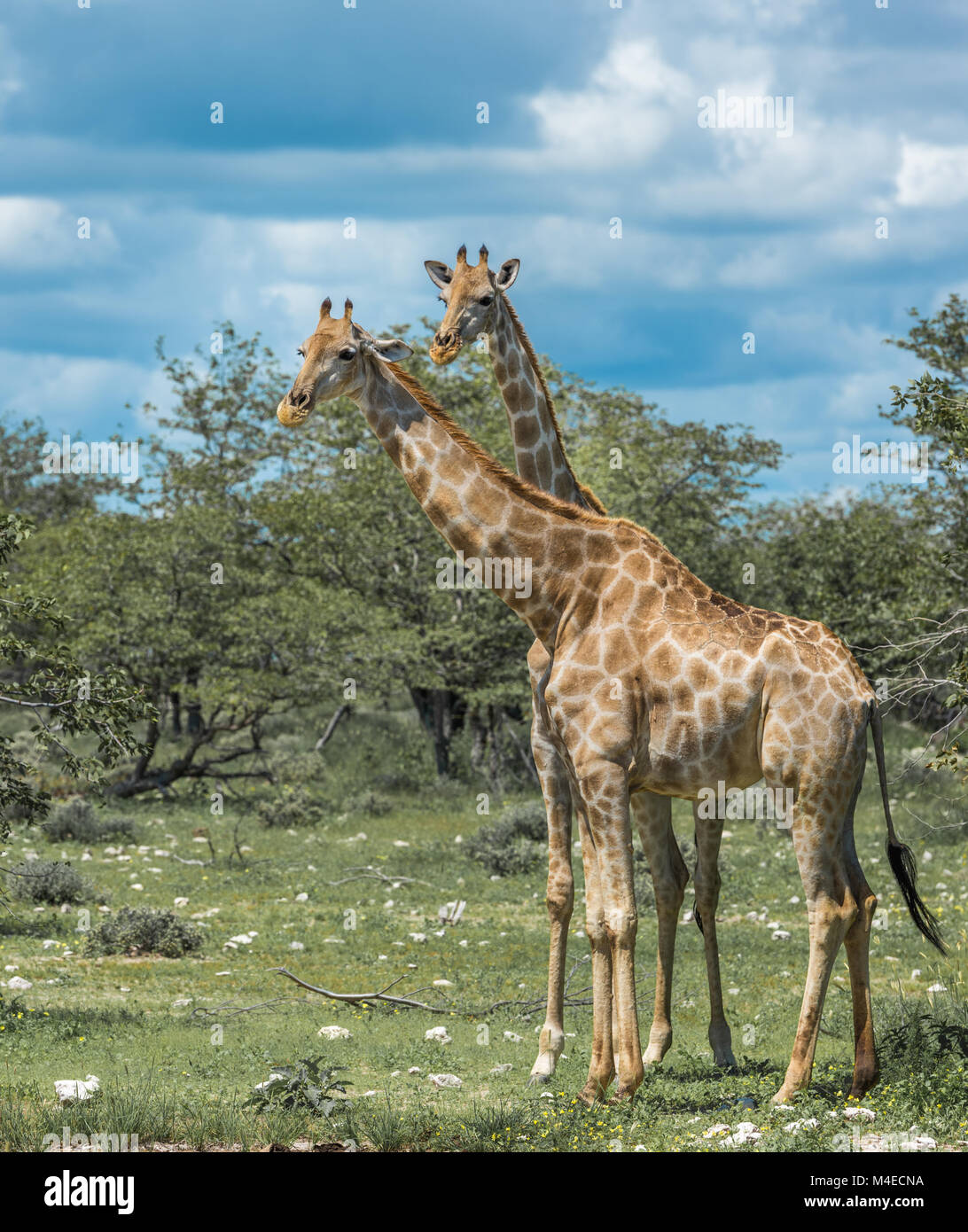 Le giraffe nel parco nazionale Etosha, Namibia Foto Stock