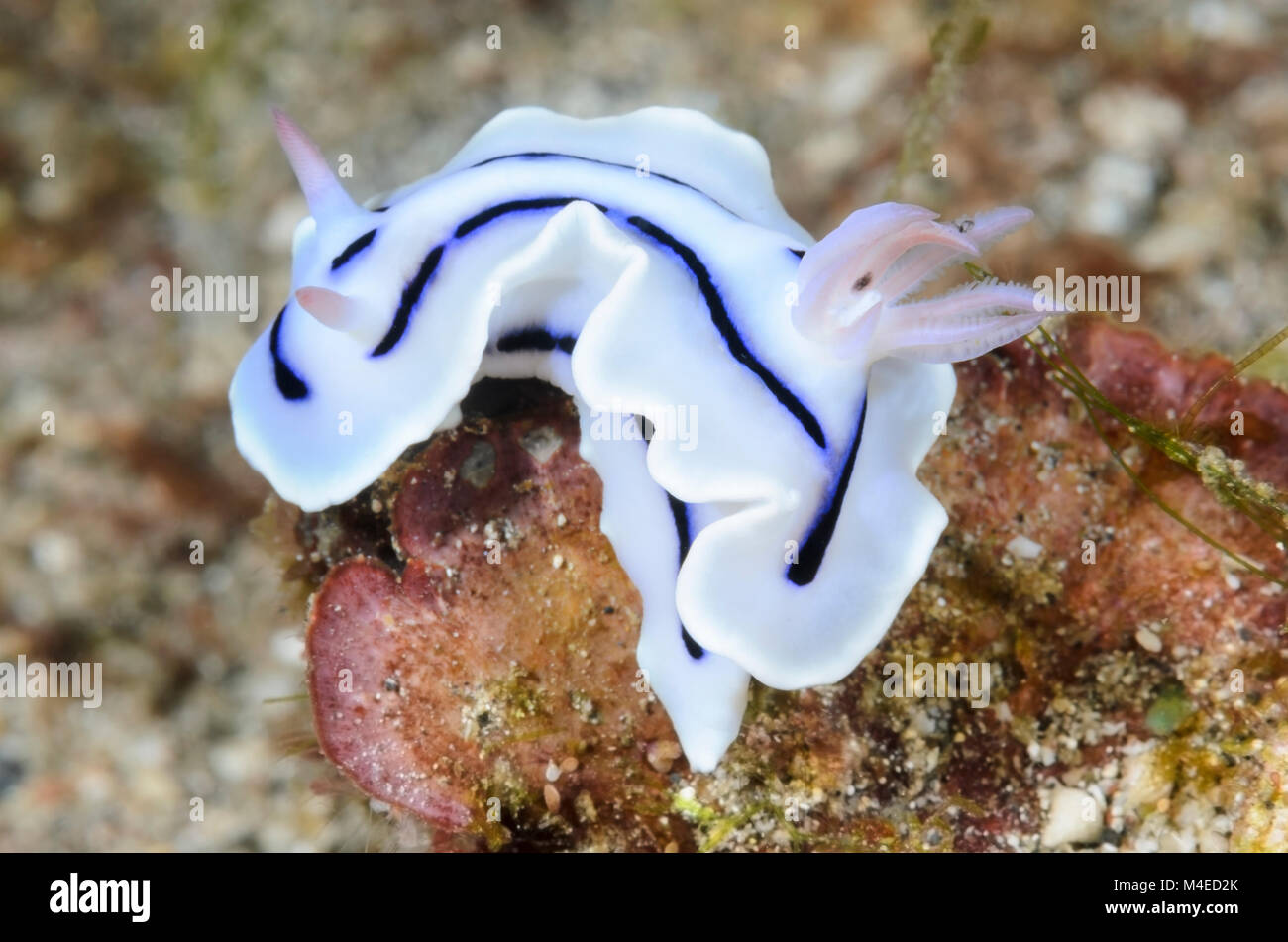 Sea slug o nudibranch, Chromodoris lochi, Lembeh strait, Nord Sulawesi, Indonesia, il Pacifico Foto Stock