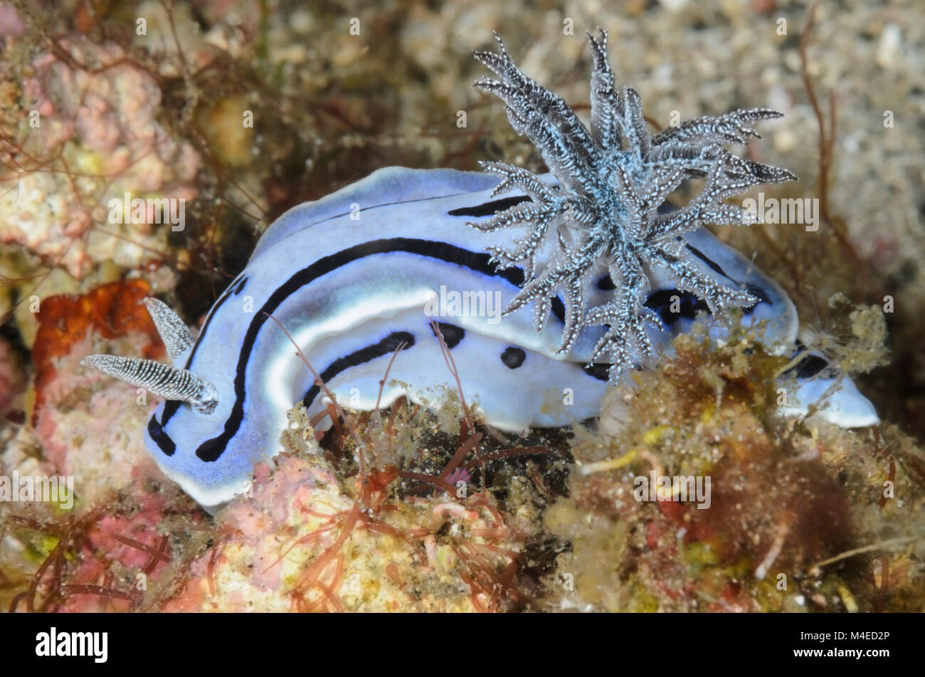 Sea slug o nudibranch, Chromodoris willani, Lembeh strait, Nord Sulawesi, Indonesia, il Pacifico Foto Stock