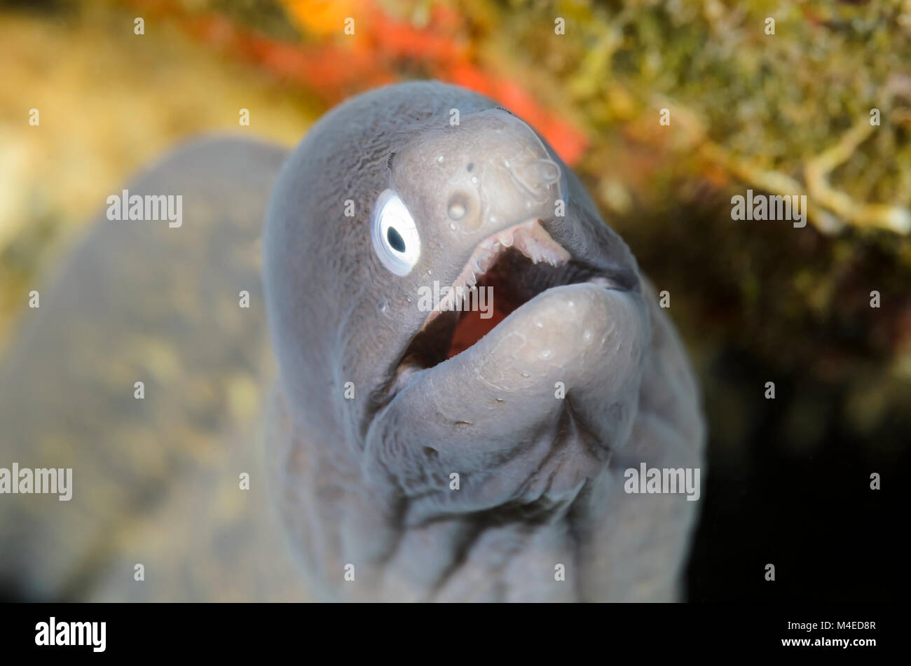 White eyed murene, Gymnothorax thyrsoideus, Lembeh strait, Nord Sulawesi, Indonesia, il Pacifico Foto Stock