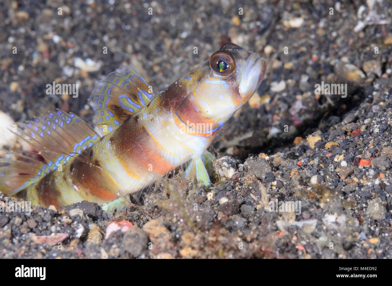 Maschera, Shrimpgoby Amblyeleotris gymnocephala, Lembeh strait, Nord Sulawesi, Indonesia, il Pacifico Foto Stock