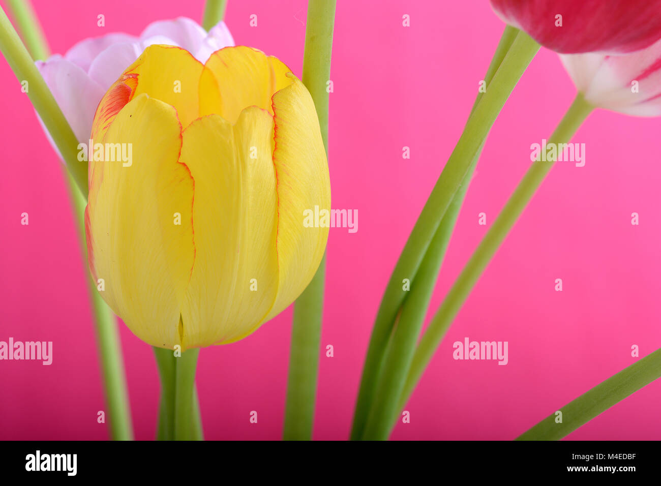Fiori di Primavera banner - Tulipano giallo fiori su sfondo astratto Foto Stock