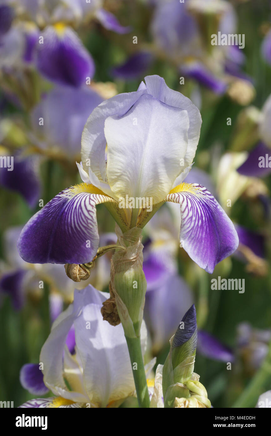 Iris x sambucina, Sambuco profumato iris Foto Stock